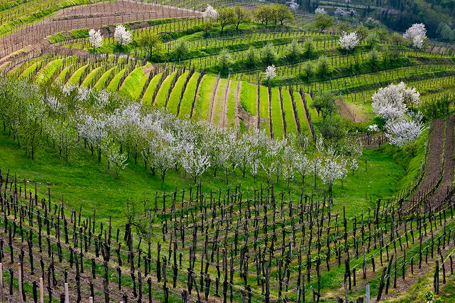 Slovenia, Goriska Brda
